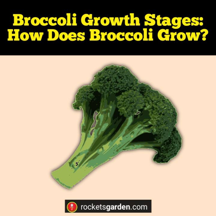 broccoli growth stages