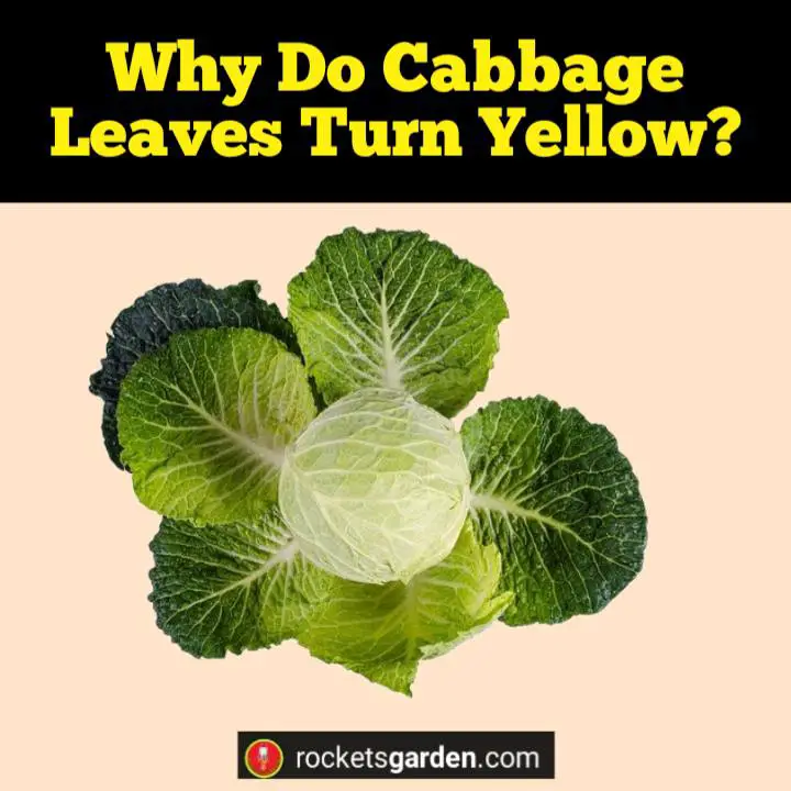 cabbage leaves turn yellow