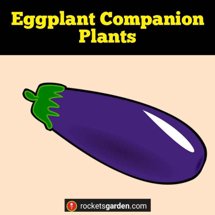 eggplant companion plants