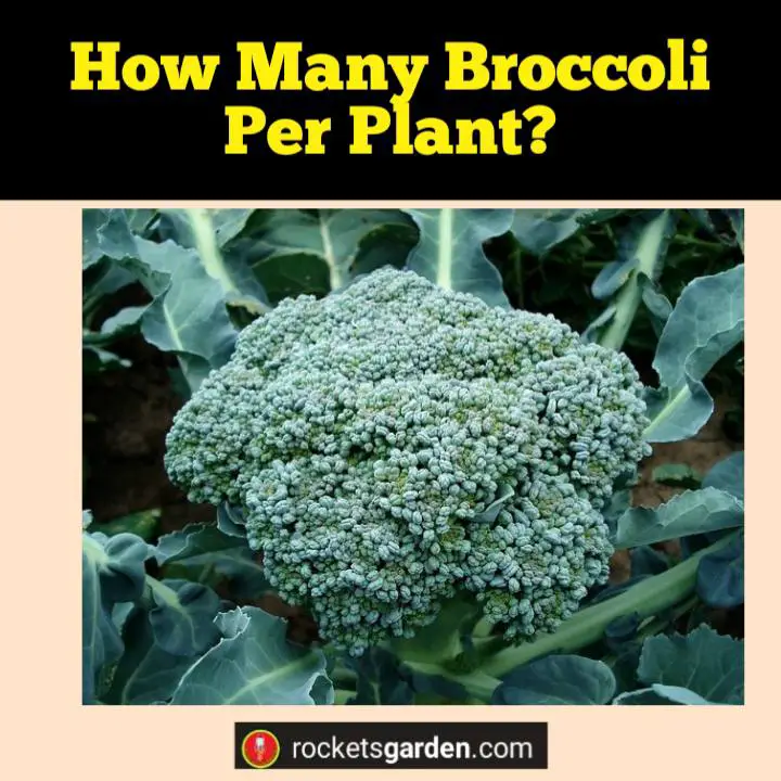 how many broccoli per plant