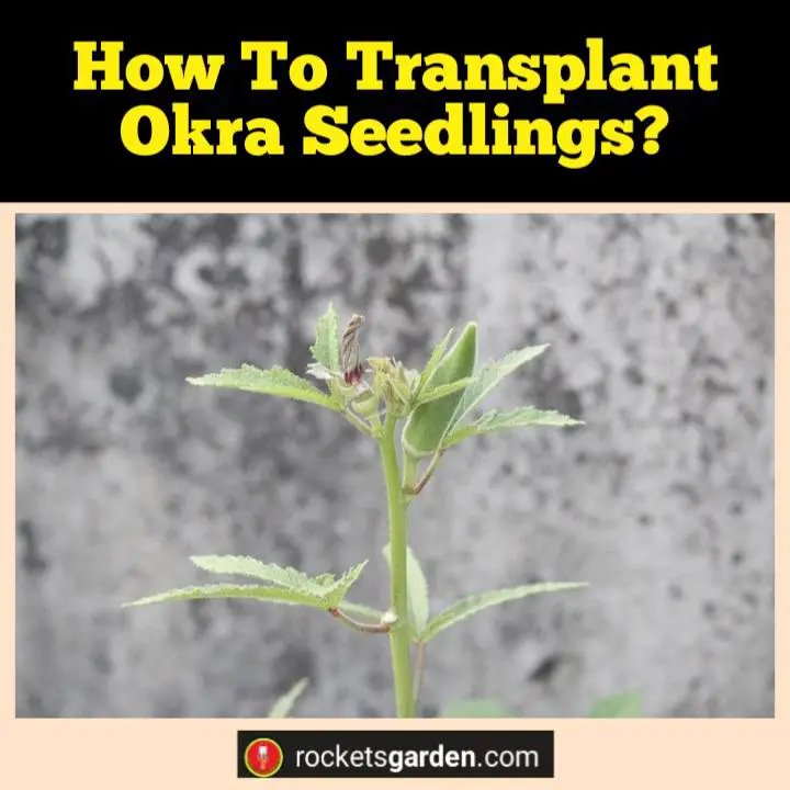 how to transplant okra seedlings