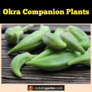 Okra Companion Plants – Rockets Garden