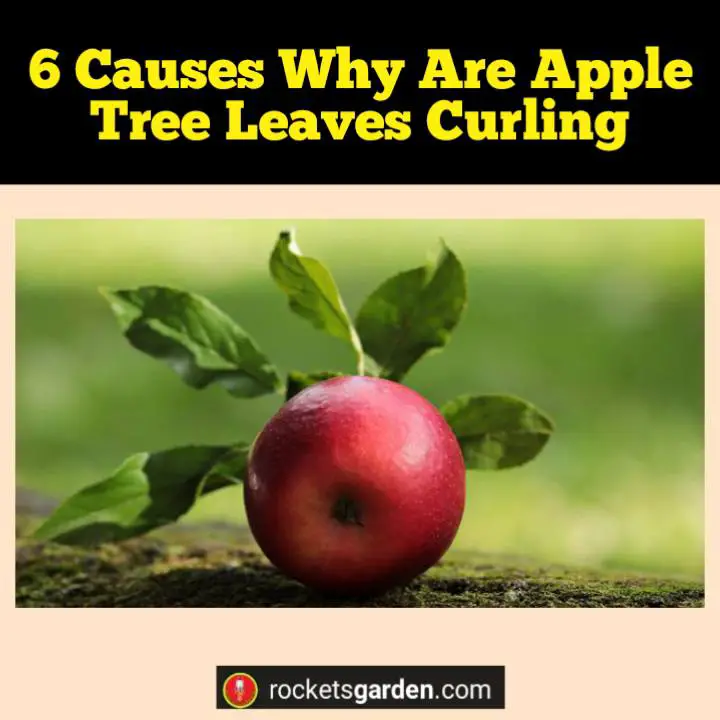 why are apple tree leaves curling