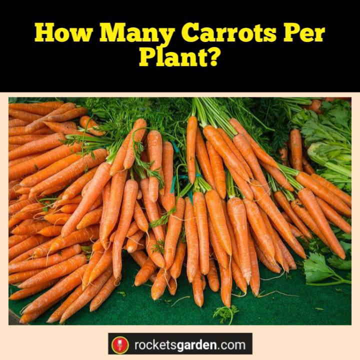 how many carrots per plant