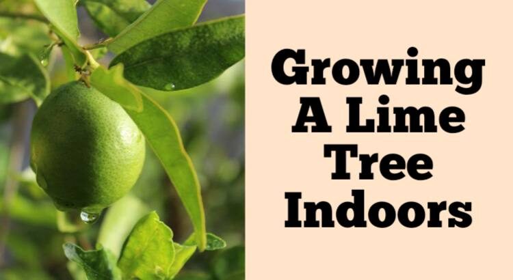 growing a lime tree indoors