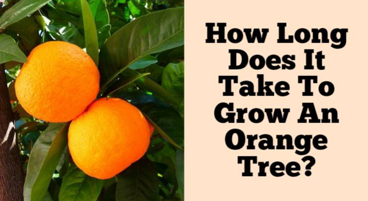 how long does it take to grow an orange tree