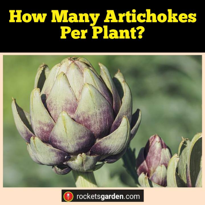 how many artichokes per plant