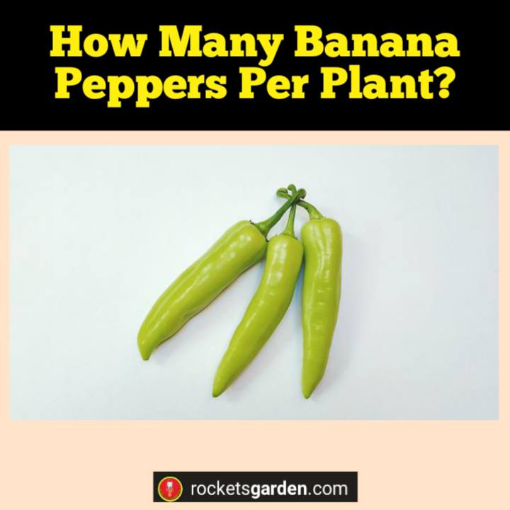 how many banana peppers per plant