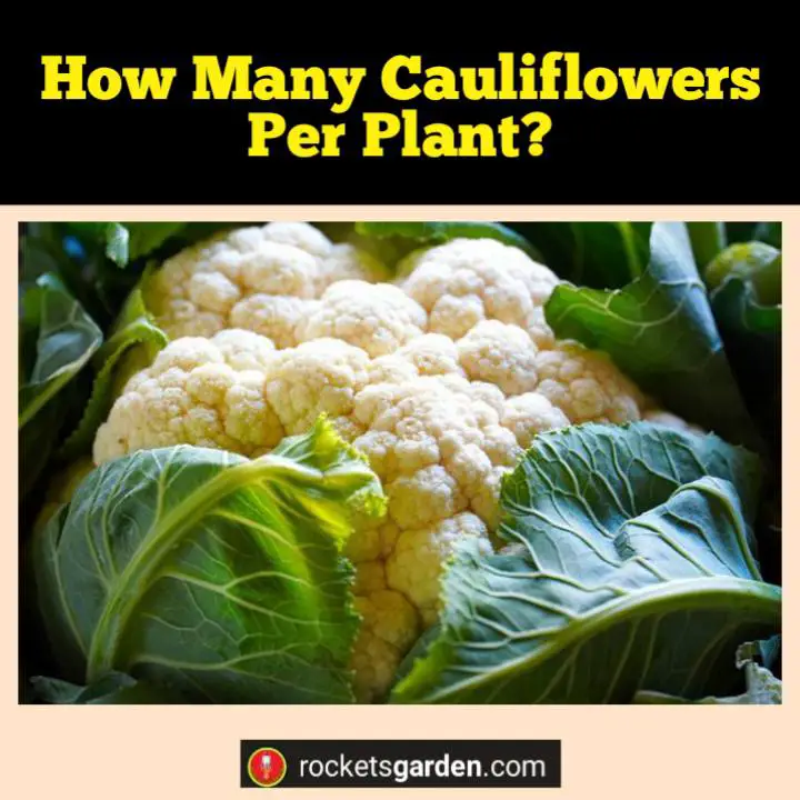 how many cauliflowers per plant