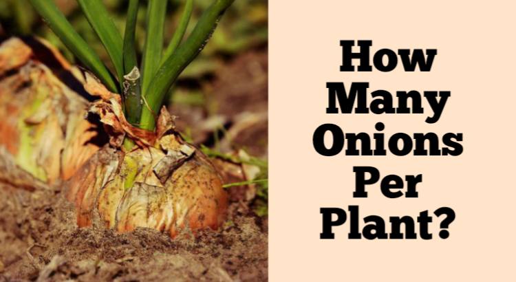 how many onions per plant