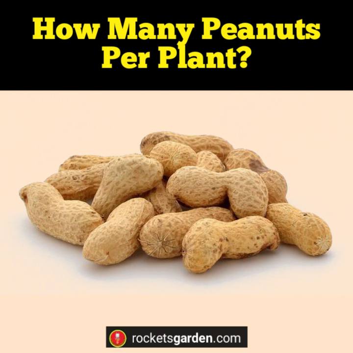 how many peanuts per plant