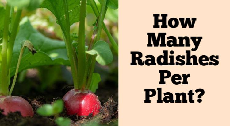 how many radishes per plant
