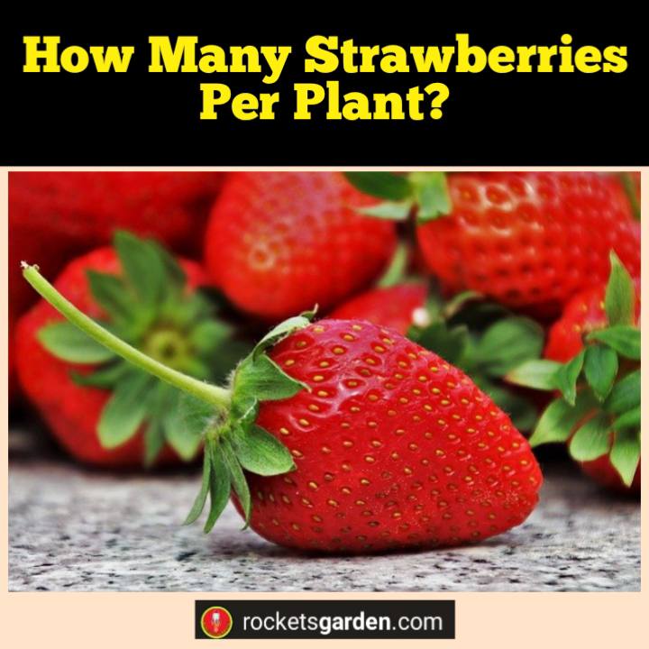 how many strawberries per plant