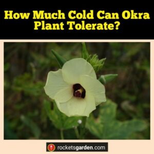 How Much Cold Can Okra Plant Tolerate?