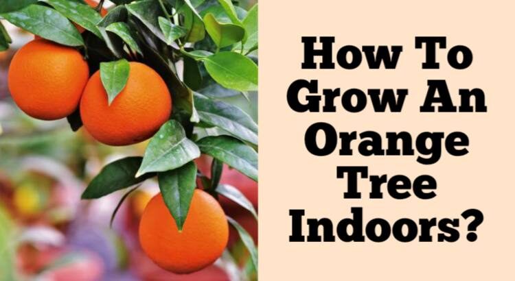 how to grow an orange tree indoors