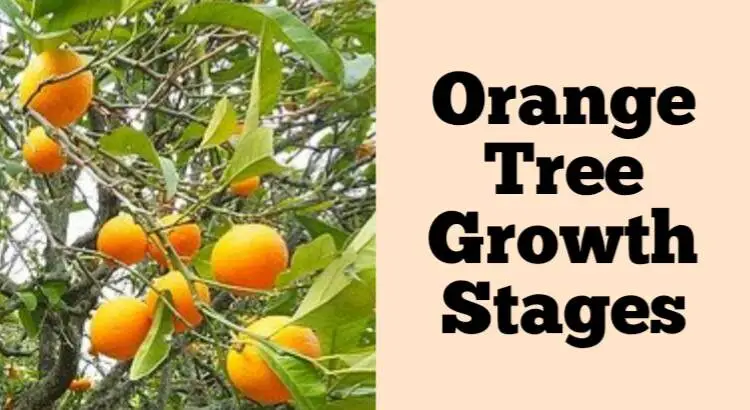 orange tree growth stages