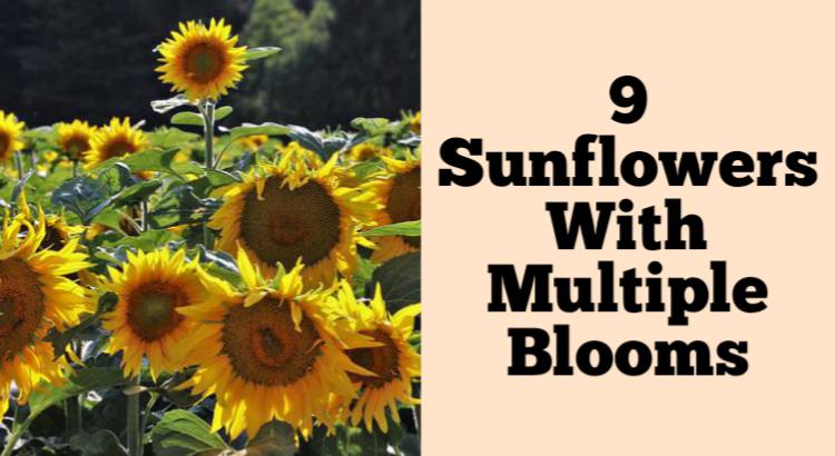 sunflowers with multiple blooms