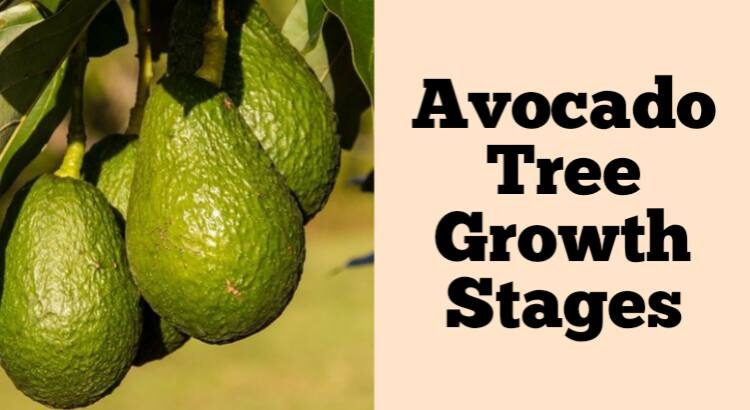 avocado tree growth stages