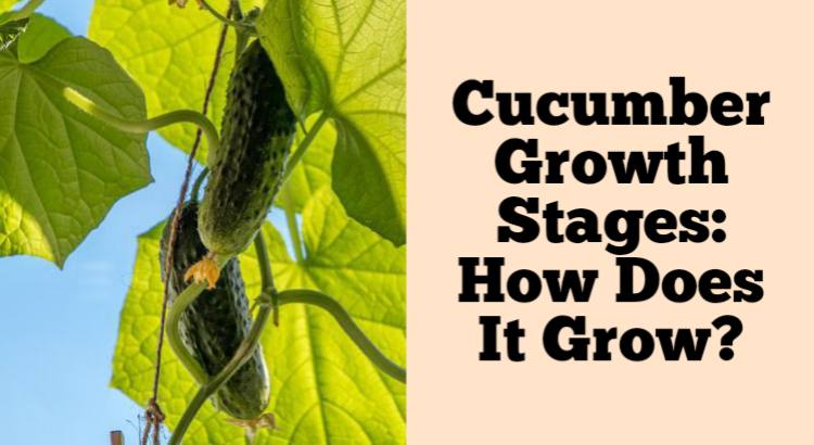 cucumber growth stages