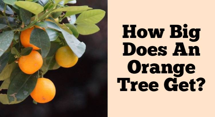 how big does an orange tree get