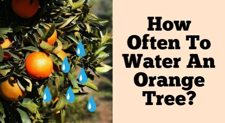 how often to water an orange tree