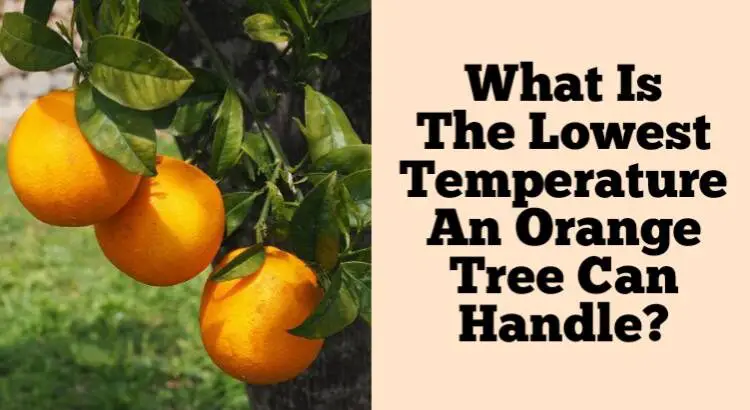 orange tree cold tolerance
