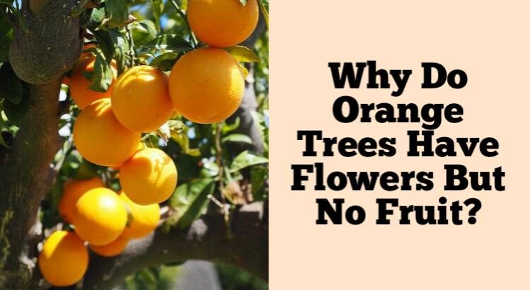 orange tree flowers but no fruit