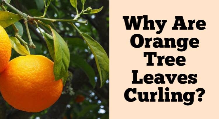 orange tree curling leaves