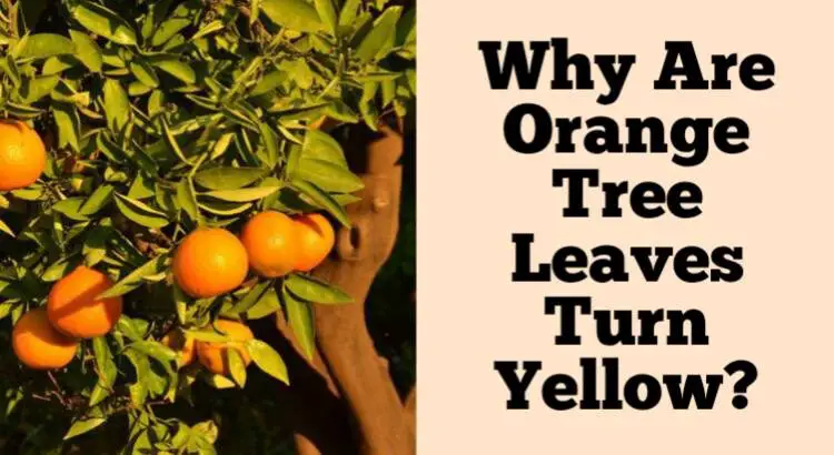 orange tree leaves turn yellow