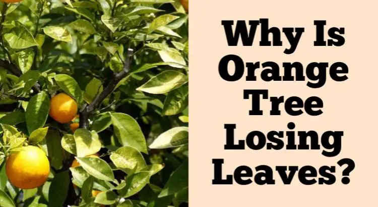 orange tree losing leaves