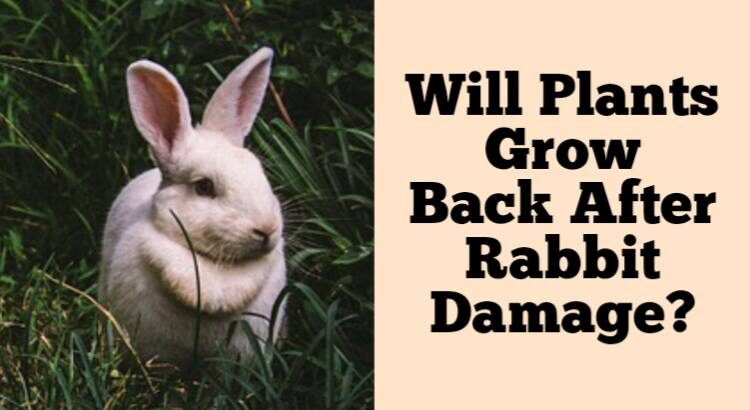 will plants grow back after rabbit damage