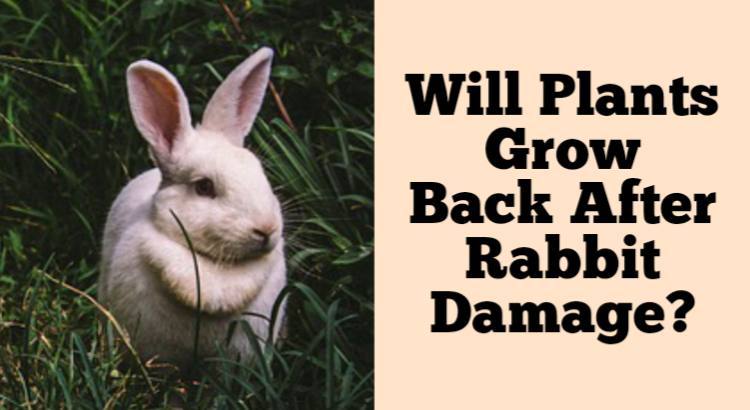 will plants grow back after rabbit damage
