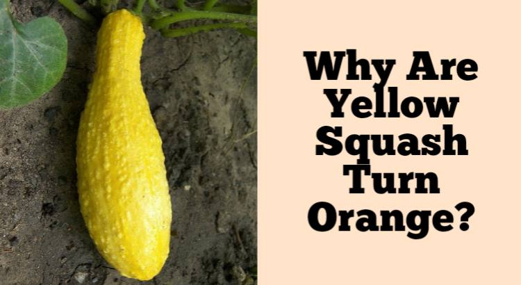 yellow squash turn orange