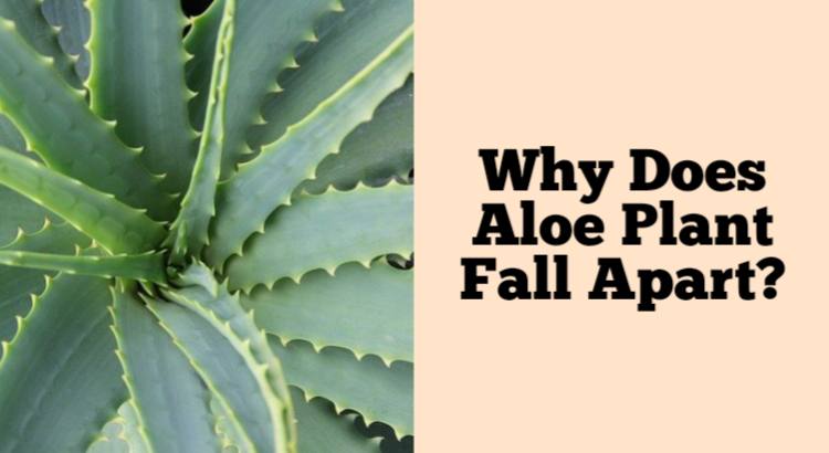 aloe plant fall apart