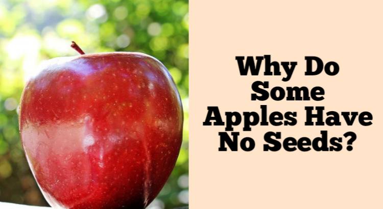 apples have no seeds