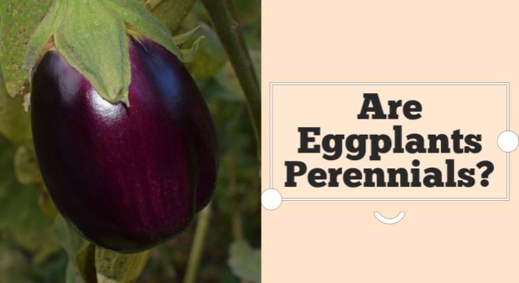 are eggplants perennials
