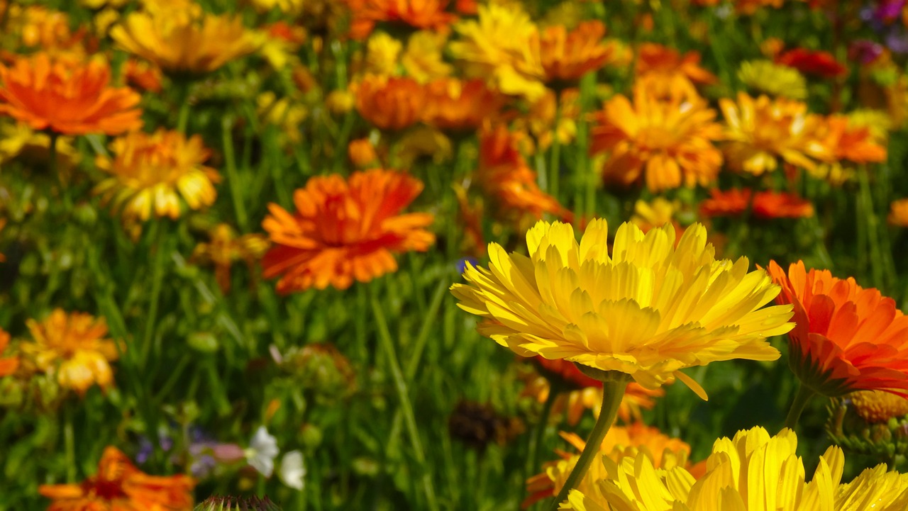 are marigolds perennials