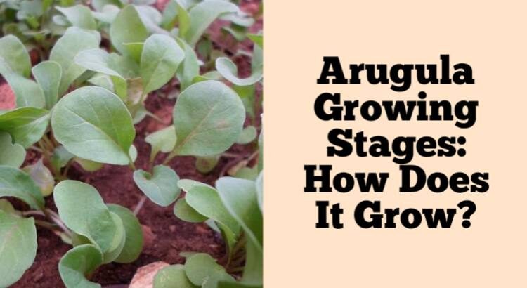 arugula growing stages