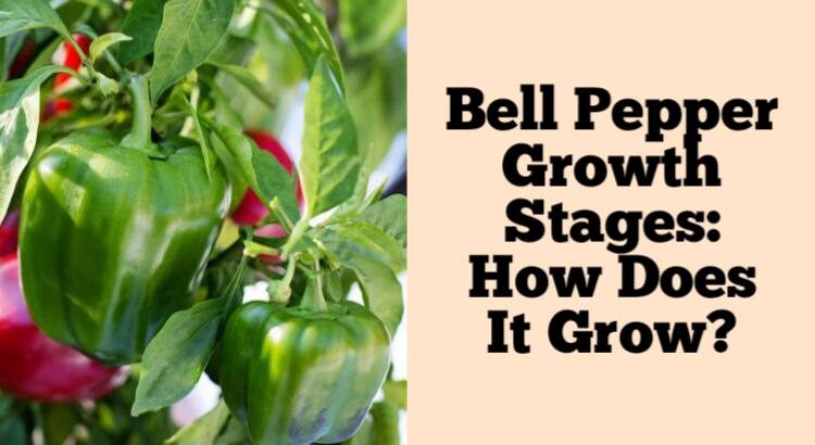 bell pepper growth stages