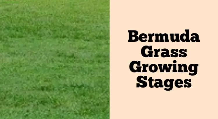 bermuda grass growing stages