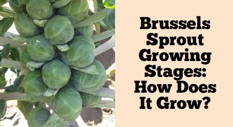 Brussels sprout growing stages