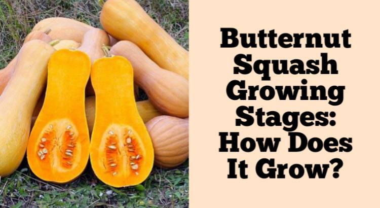 Butternut Squash Growing Stages How Does It Grow 