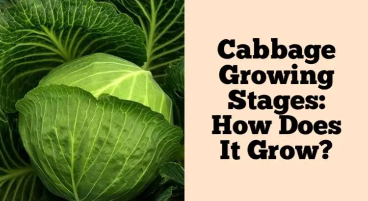 cabbage growing stages