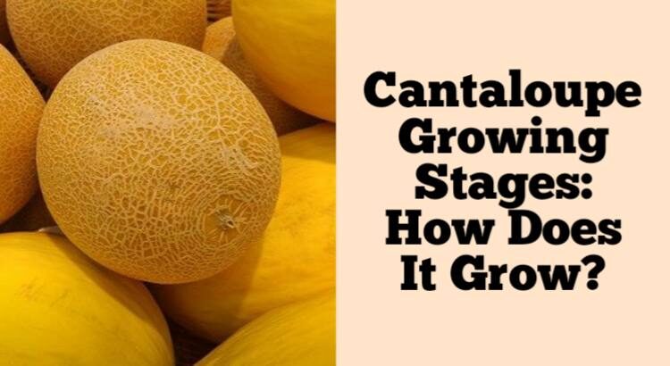 cantaloupe growing stages