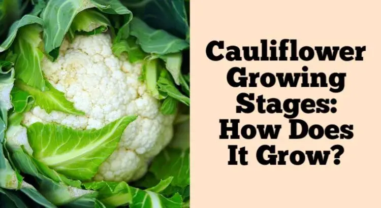 cauliflower growing stages