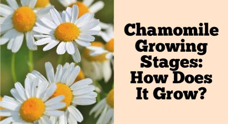 chamomile growing stages