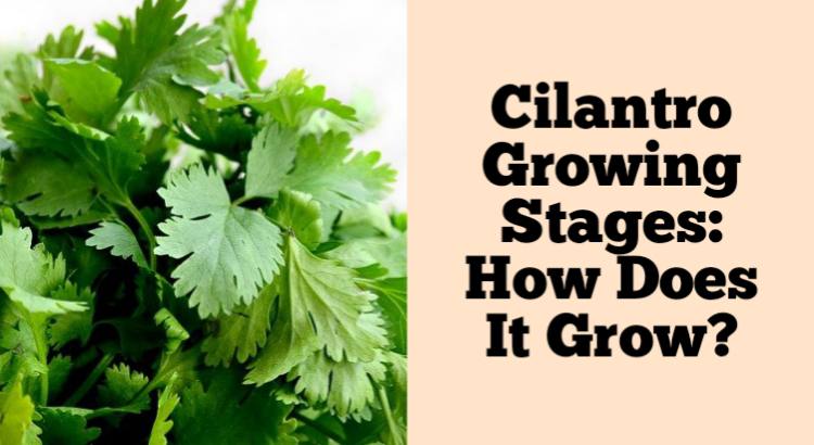 cilantro growing stages