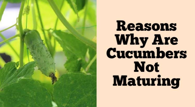 cucumbers not maturing
