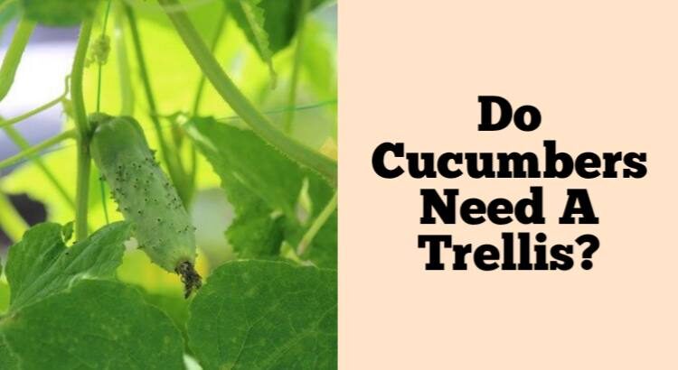 do cucumbers need a trellis