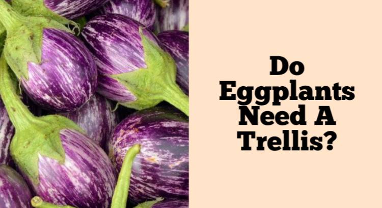 do eggplants need a trellis
